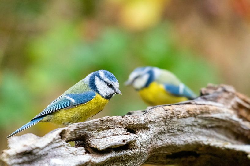 Blue Tit by Merijn Loch
