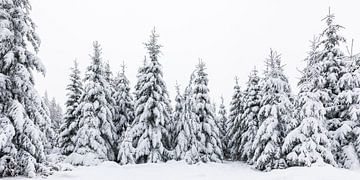 Winter im Wald bei Kaltenbronn - Schwarzwald