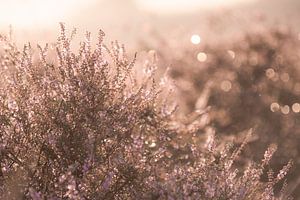Detailfoto von blühender Heide | Reisefotografie-Druck | Posbank Niederlande