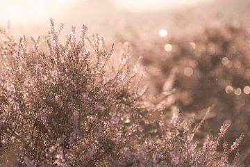Photo détaillée de bruyère en fleurs | impression photographique de voyage | Posbank Pays-Bas