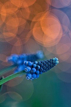 blauwe druif muscari van Lindy Schenk-Smit
