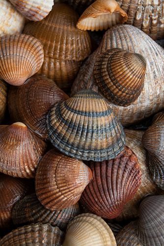 Schelpen bruin, beige en zandkleurig na een golf water