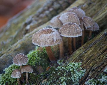 Herfst en winter van By Foto Joukje