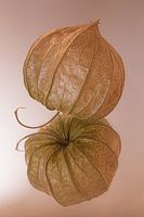 Still life of an orange lantern on old pink mirrored background