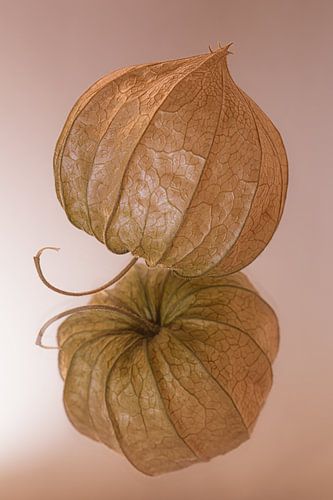 Stilleven van een oranje lampionnetje op oudroze spiegelende ondergrond