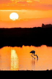 Flamingo's Tanz bei Sonnenuntergang von Femke Ketelaar