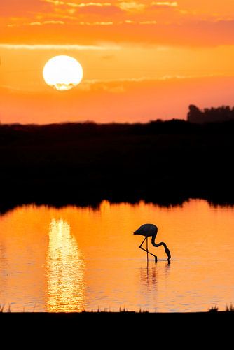 Flamingo's Dans bij Zonsondergang