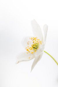 Printemps
