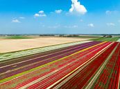 Tulpen op akkers in de lente van Sjoerd van der Wal Fotografie thumbnail
