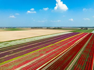 Tulpen op akkers in de lente van Sjoerd van der Wal Fotografie