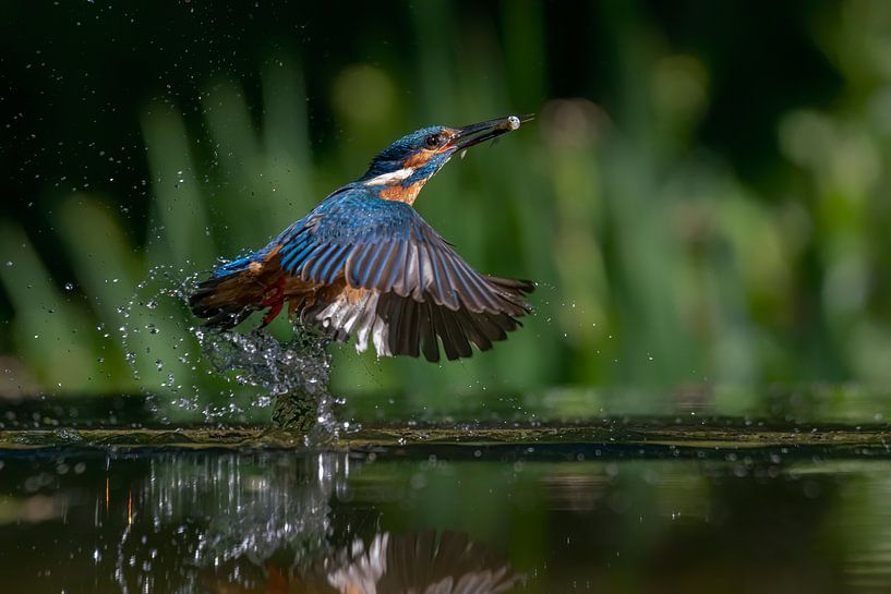 Kingfisher by Albert Beukhof