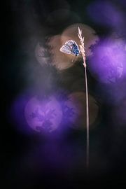 La positivité en violet sur Bob Daalder