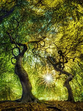 Bos met oude bomen onder een gloeiend bladerdak van Voss fotografie
