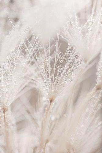 Eenvoud: Een klein stukje paardenbloem met waterdruppeltjes