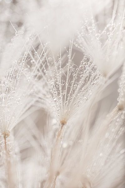 Simplicité : un petit morceau de pissenlit avec des gouttes d'eau par Marjolijn van den Berg