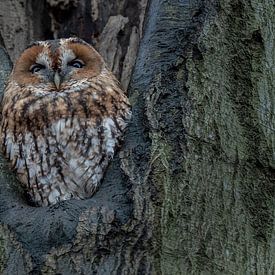 The Forest Owl by Chris Biesheuvel I  Dream Scapes