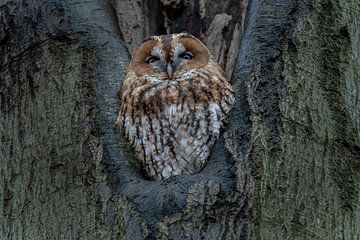 The Forest Owl by Chris Biesheuvel I  Dream Scapes