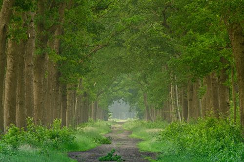 The stately trees along the