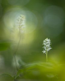 Valey lily in the morning light