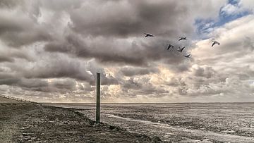 Waddengezicht van Harry Stok