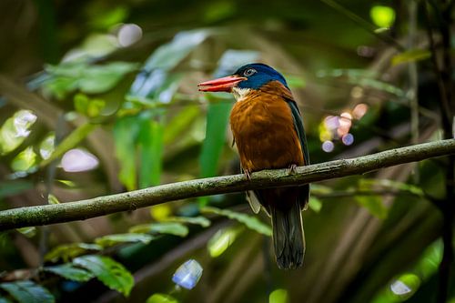 ijsvogel indonesie kingfisher indonesia