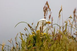 A Meeting with a Seagull in Normandy by Jelmer Hogeling