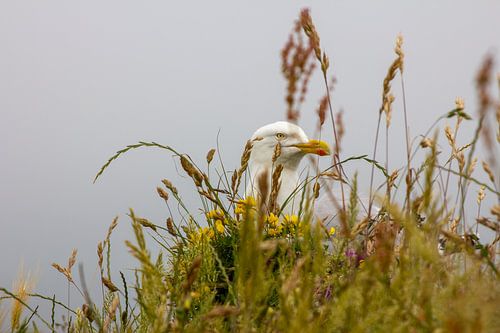 A Meeting with a Seagull in Normandy