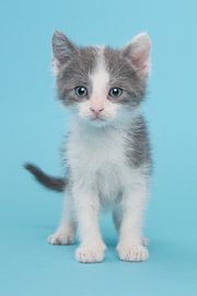 Kitten in het blauw von Elles Rijsdijk