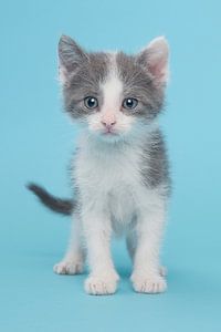 Kitten in het blauw