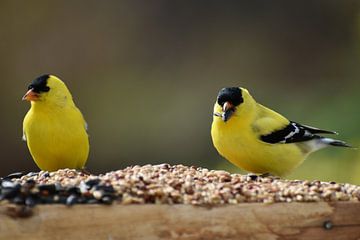 Goldfinches at the garden feeder by Claude Laprise