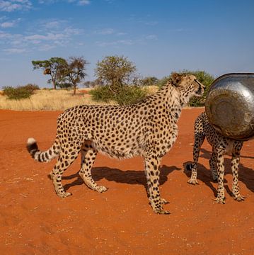 Léopard dans la nature en Namibie, Afrique sur Patrick Groß