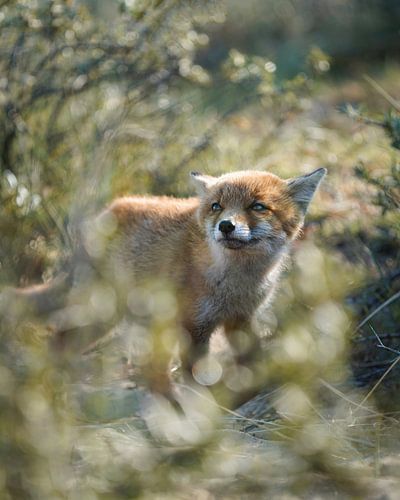 Vos in de duinen van Tom Zwerver