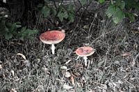 Les couleurs de l'automne dans toute leur splendeur