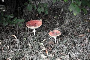 Die Farben des Herbstes in unterschiedlicher Pracht