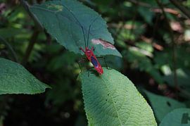 Insect by Marloes Bierkens