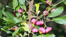 Euonymus europaeus