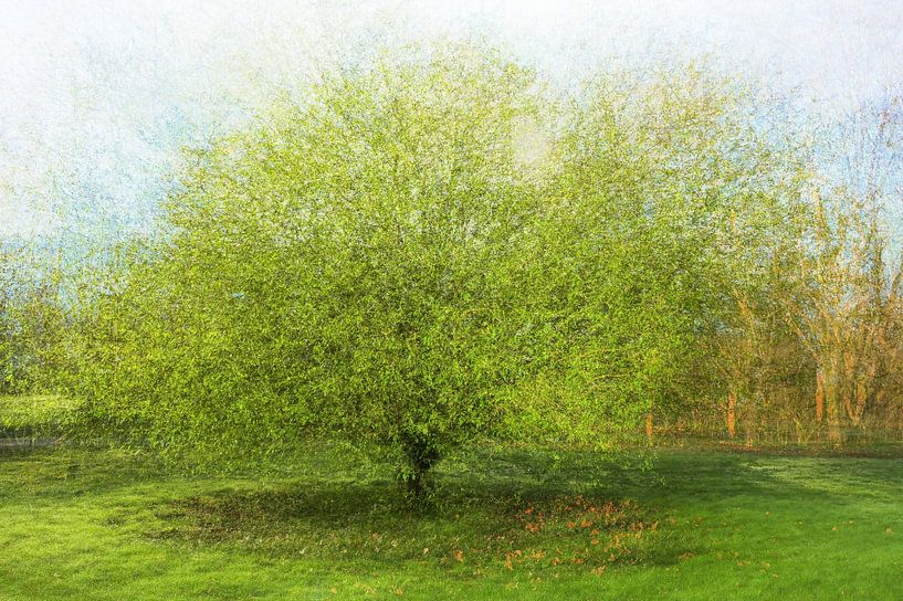 arboretum partie 22 par Tania Perneel