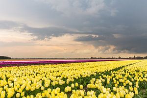 Tulpe Feld und Gewitterwolke