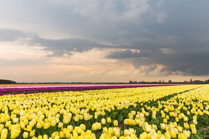 Tulip field with thunder cloud moving in by Remco Bosshard