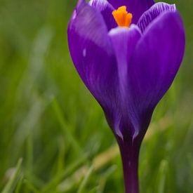 Crocus violet sur Sarineke Daane