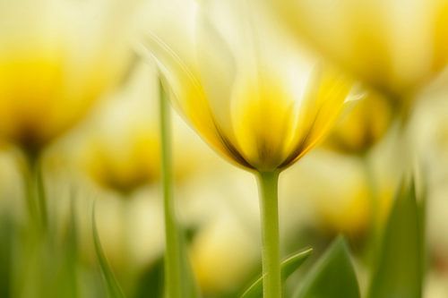 Bloeiende gele tulpen