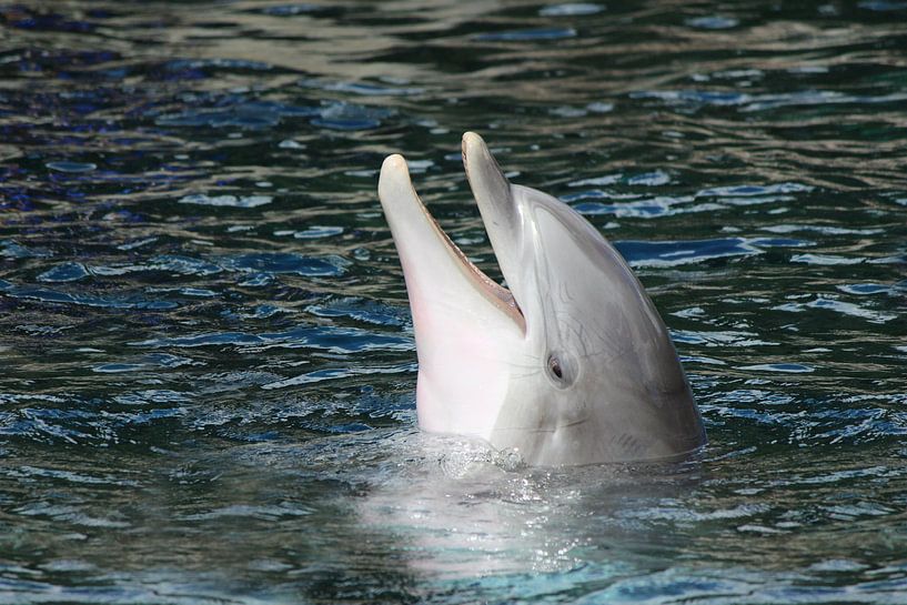 Lachender Delphin van Heike Hultsch