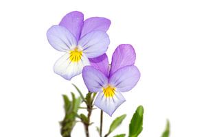 Duinviooltje (Viola tricolor subsp. curtisii)