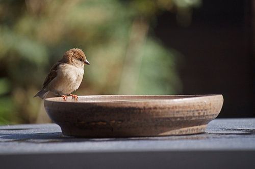 Young house sparrow on the edge of a drinking dish on the garden table