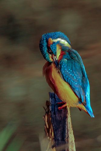 De ijsvogel van d'-Europa in het licht van de opkomende zon