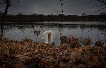 Curious swans on a pond by Holger Spieker