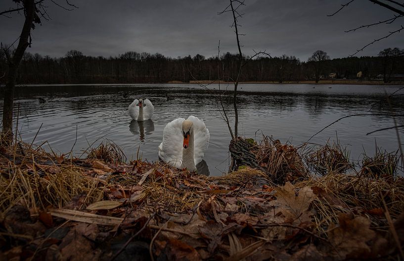 Neugierige Schwäne auf einem Teich von Holger W. Spieker
