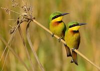 The silence of colours