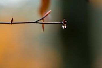 Chute vers le bourgeon de la fleur