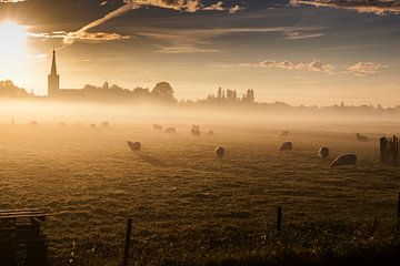 Sheep at Dawn